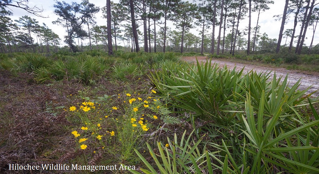 Lot For Sale MEADOWOOD LAKES WESTWOOD SECTION PHA Polk FL 1.380